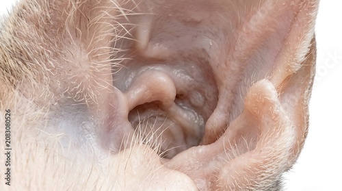 Extreme macro shot of a domestic cat inner ear canal and pinna