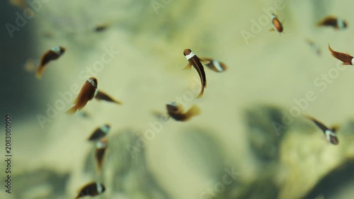 slow motion of tomato clownfish (Amphiprion frenatus) swimming in water