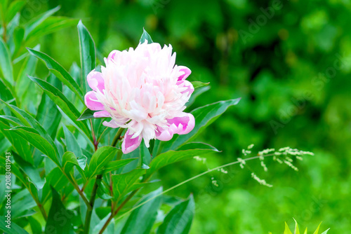 A flowering tree-like light peony, a perennial ornamental plant.