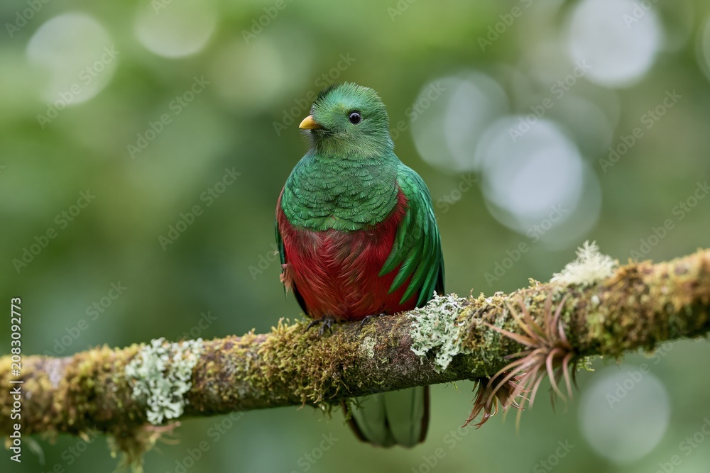Fototapeta premium The Emerald Sunbird Perched on a Moss Covered Branch in Forest