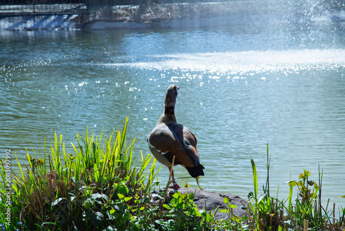 A beautiful detailed back view landscape photograph showing a colorful adult egyptian goose alopochen aegyptiaca standing proudly on a stone near a sunny park pond fountain