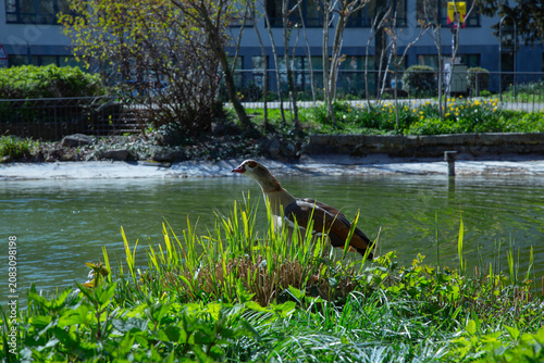 A beautiful detailed side profile photograph showing a colorful adult egyptian goose alopochen aegyptiaca standing proudly in green reeds near a sunny park pond shore