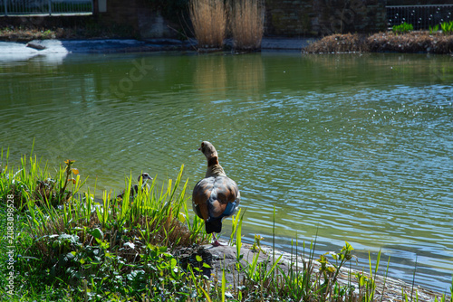 A beautiful detailed back view landscape photograph showing a colorful adult egyptian goose alopochen aegyptiaca standing proudly near a sunny green park pond shore