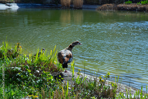 A beautiful detailed back view landscape photograph showing a colorful adult egyptian goose alopochen aegyptiaca standing proudly near a sunny green park pond shore looking right