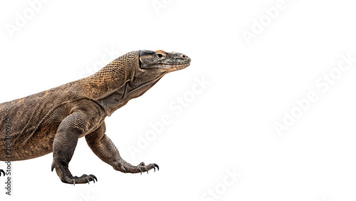 Canvas Print Large komodo dragon lizard reptile crawling in full body profile isolated on tra