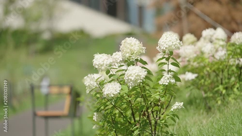 White Hydrangea flower in a meadow in a city park in summer