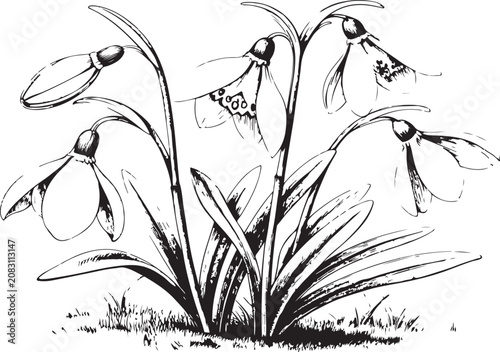 Hand Drawn Snowdrop Flower Bouquet Botanical Line Art Vector Spring Floral Illustration