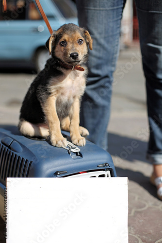 Fotografie cute puppy sitting on a suitcase in an outdoor market, surrounded by a leash and a person's legs, the scene is set with a close-up front view, the puppy's curious and cute mood is palp