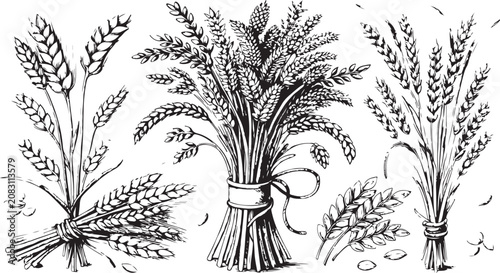 Antique Engraved Cereal Sheaf Bundle Vector Vintage Agricultural Botanical Illustration Collection