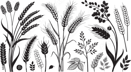 Black Wheat Ear Silhouette Vector Collection Harvest Botanical Design Element Set