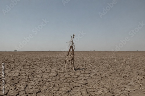Cracked farmland with a withered crop under a cloudless sky.