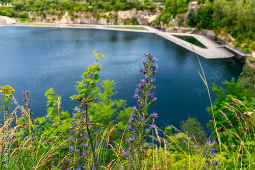 Purple viper bugloss flowers grow above the blue water and floating walkways of Zakrzowek quarry lagoon. Useful for urban nature, wildflower foreground, lake tourism, limestone quarry, summer landscap