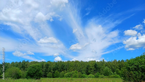 A dense green forest under a blue sky with beautiful clouds. Panoramic forest landscape against the background of the sky in the Moscow region
