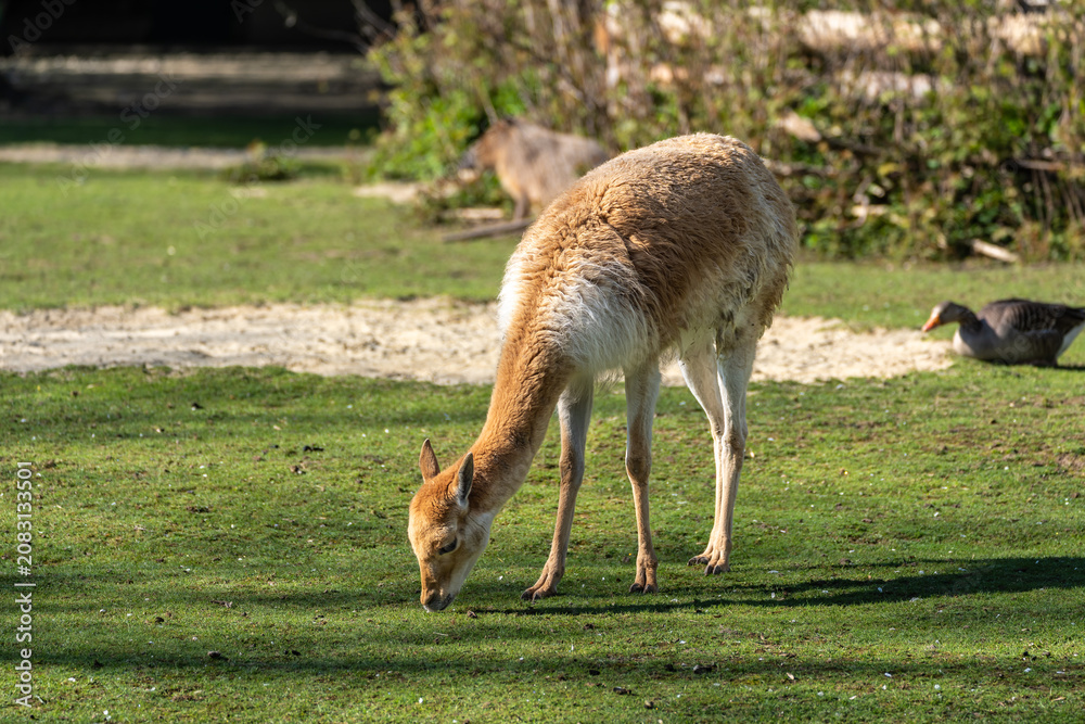 Fototapeta premium Vicunas, Vicugna Vicugna, relatives of the llama in a German park