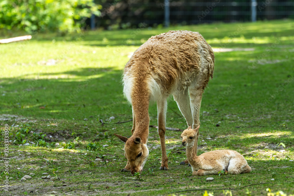 Fototapeta premium Family of Vicunas, Vicugna Vicugna, relatives of the llama