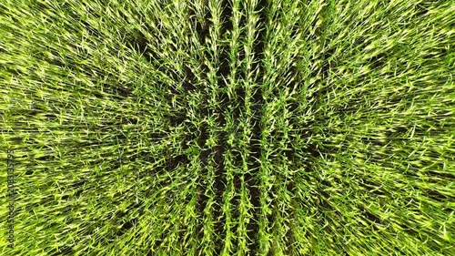 Aerial view of lush green wheat field showcasing rows of vibrant ears swaying gently in the wind, capturing the essence of agricultural growth and natural beauty in a rural landscape