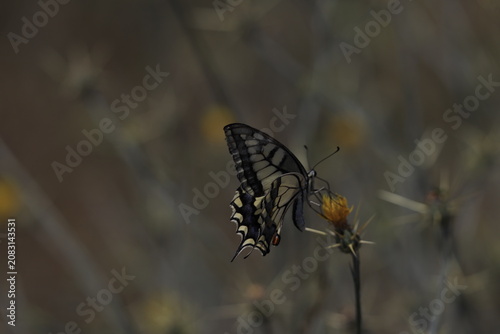 Colorful Butterfly Approaching Flower for Pollination