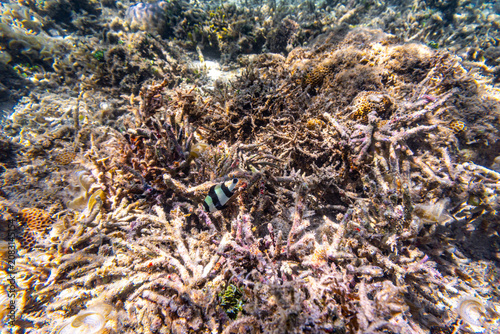 Canvastavla Environmental Damage - Global warming, ocean acidification and human impact are
