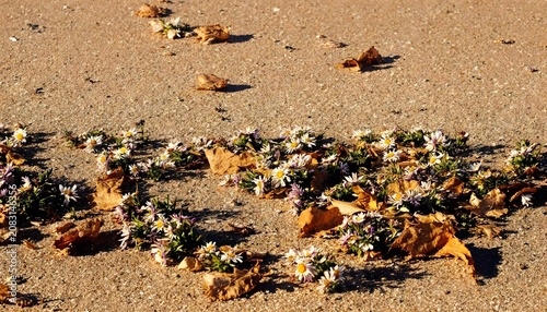 sea asters
