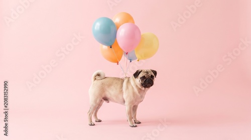 Image is a whimsical, pastel-toned photograph featuring a pug standing on a smooth, light pink surface. The background is a seamless continuation of the same pink hue, creating a minimalist and cohesi