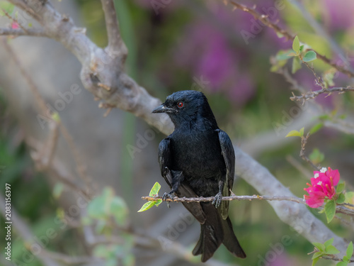Fork-tailed Drongo, Northern Namibia, Africa