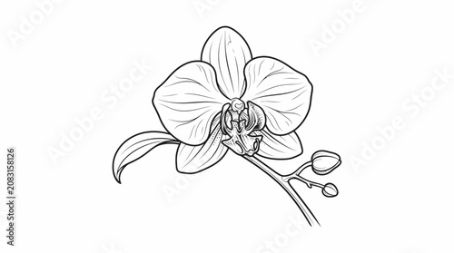 Black and white line drawing of an orchid flower with leaves and buds