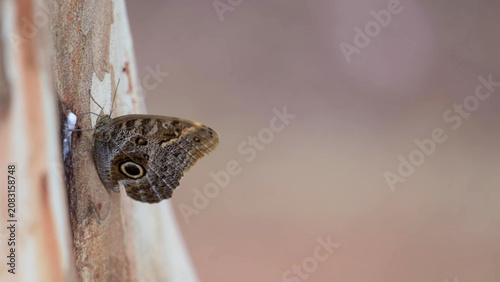 Photos Owl Butterfly Resting on Tree Bark with Distinctive Eye Spot Pattern, Cerrado, B