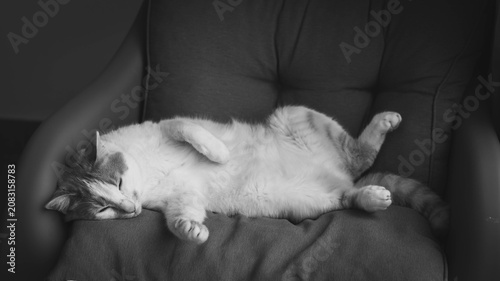 Fotografie The cat sleeps comfortably on an armchair in a quiet environment
