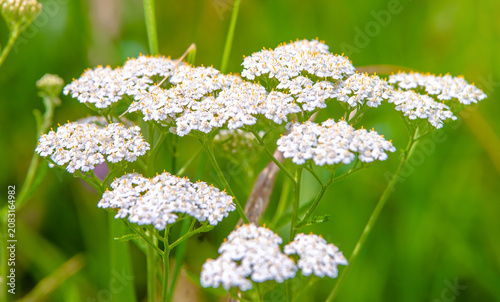 Konstfotografi Yarrow flowers on a green natural background