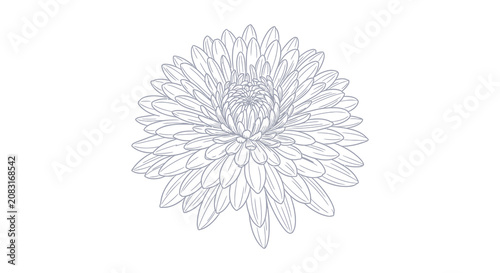 Dahlia flower outline detailed line art illustration with white background silhouette