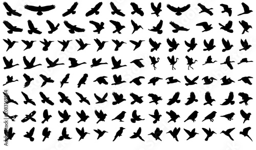Flying Bird Silhouette Vector Icon Set with Isolated Wildlife Avian Flight Shapes for Tattoo Logo and Nature Illustration