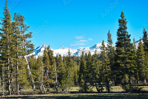 pine trees in the mountains
