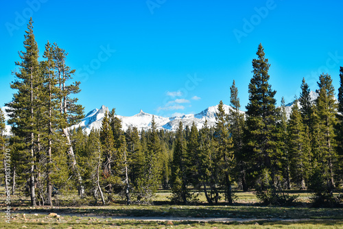 pine forest in summer