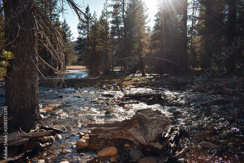 tree in the forest
