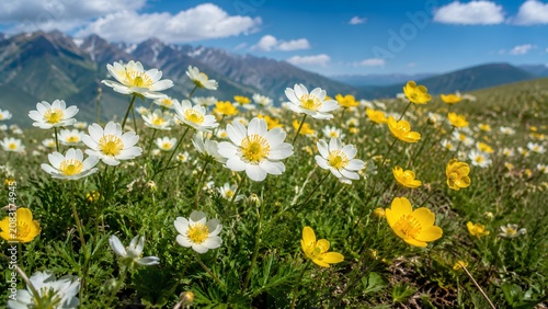 A vibrant mountain meadow filled with blooming white and yellow wildflowers under a bright blue sky with expansive mountain peaks in background.
