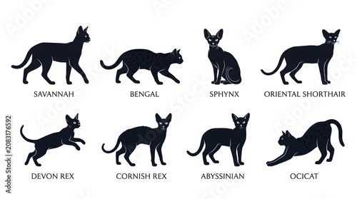 Photos Cat breeds, feline silhouettes, 8 black cat icons, pet illustrations, animal des