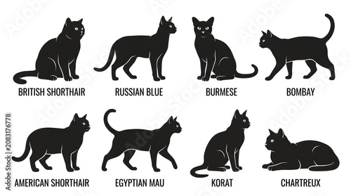 Fotografi Black cat breeds, feline silhouettes, 8 breeds, vector icons, pet illustrations