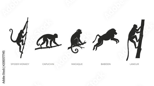 Foto Monkey, ape, primate icons, black silhouettes, animal symbols, set of 5