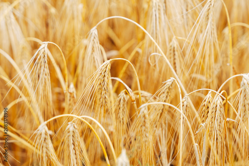 Golden Macro Close-up of Ripe Wheat Ears in Summer, Detailed Cereal Grain Stalks in Warm Natural Light