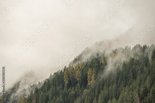 Atmospheric Misty Forest on a Steep Mountain Slope, Moody Landscape with Dense Coniferous Trees and Ethereal Fog in Alpine Environment