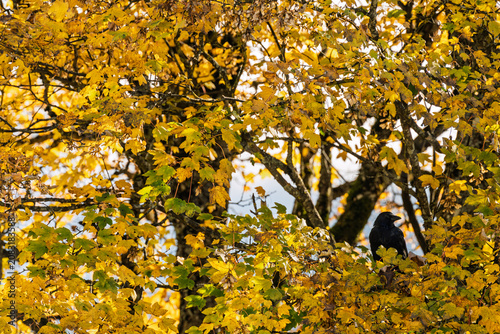 Black Crow Perched in a Vibrant Autumn Maple Tree with Golden Yellow Foliage, Atmospheric Fall Nature Scene with Bird in Colorful Tree Canopy