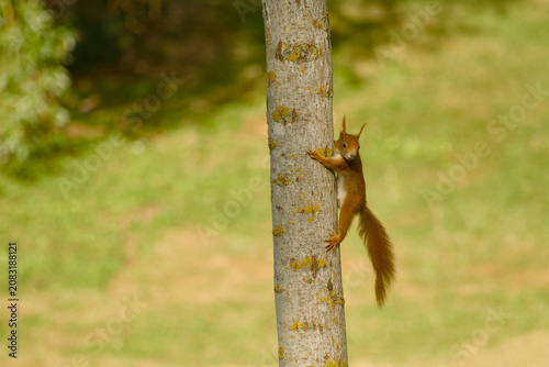 Eurasian red squirrel climbing a tree trunk