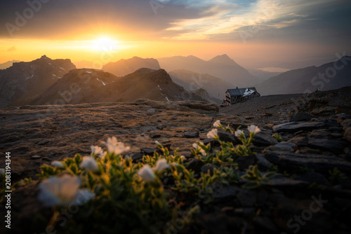 Sunset at Blüemlisalphütte SAC with Alpine Flowers in the Bernese Alps, Switzerland