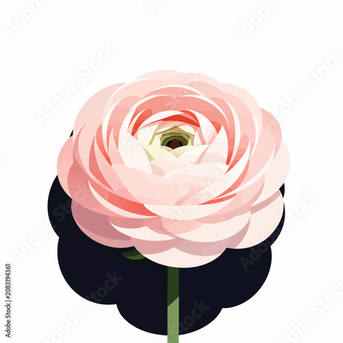 A single intricately detailed blush pink ranunculus flower vector illustration blooming vibrantly with lush layered petals isolated on pure