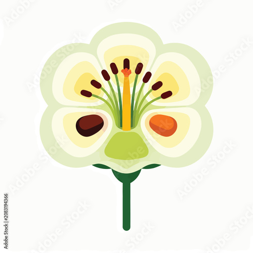 Clean stylized vector flower cross-section illustrating botanical anatomy: petals, pistil, stamens, ovary, ovules,