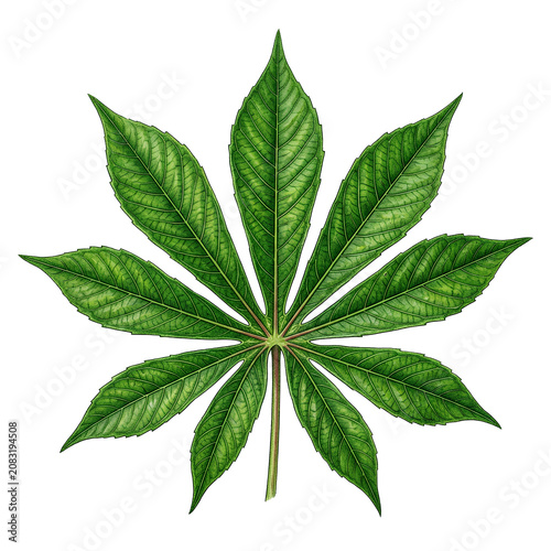 Cannabis leaf close up botanical green plant.