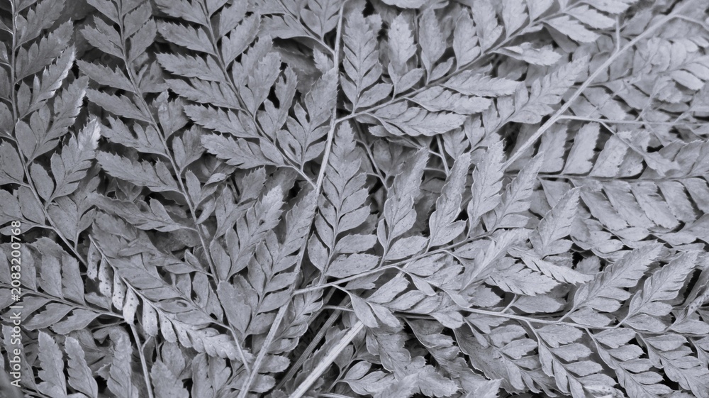 Εκτύπωση καμβά Black and white fern leaf background with layered botanical fronds, delicate veins, natural foliage pattern, and soft organic texture