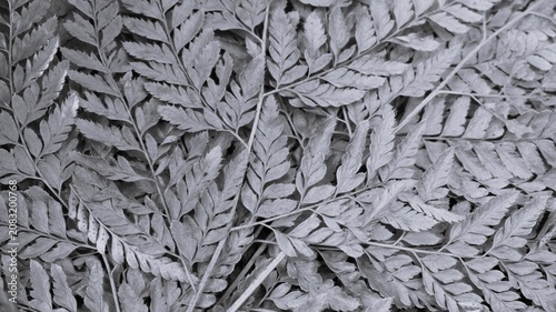 Εκτύπωση καμβά Black and white fern leaf background with layered botanical fronds, delicate veins, natural foliage pattern, and soft organic texture