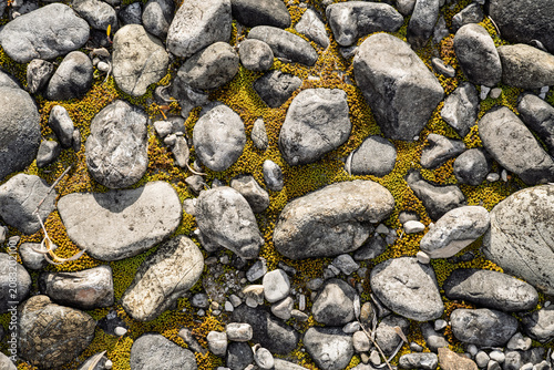 Detailed Texture of Rounded Grey River Pebbles Embedded in Vibrant Yellow-Green Moss, Macro Nature Photography of Stones and Vegetation in Alpine Environment