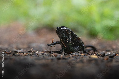 Alpine Salamanders (Salamandra atra) Fighting on Forest Path, Bernese Alps, Switzerland